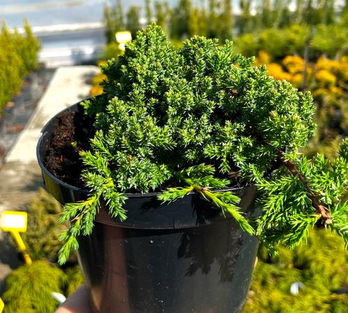 Juniperus procumbens „Nana”