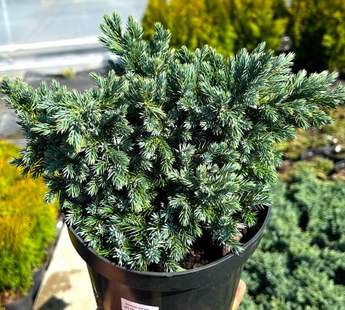 Juniperus squamata „Blue star”