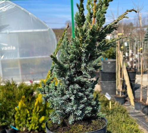 Juniperus squamata „Meyeri”