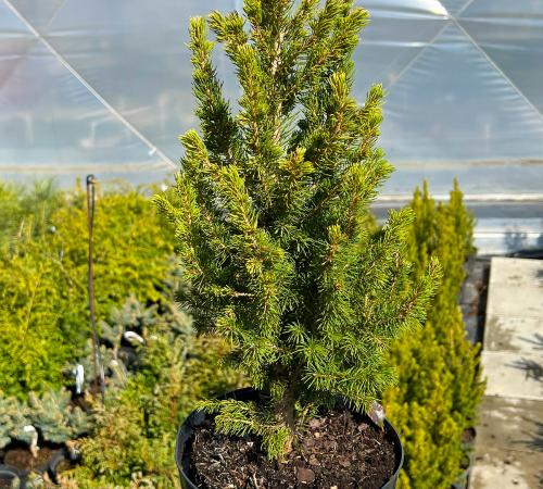 Picea glauca Rainbow's End