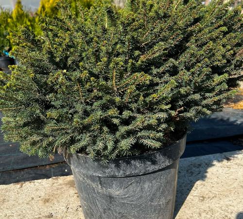 Picea omorika Karel