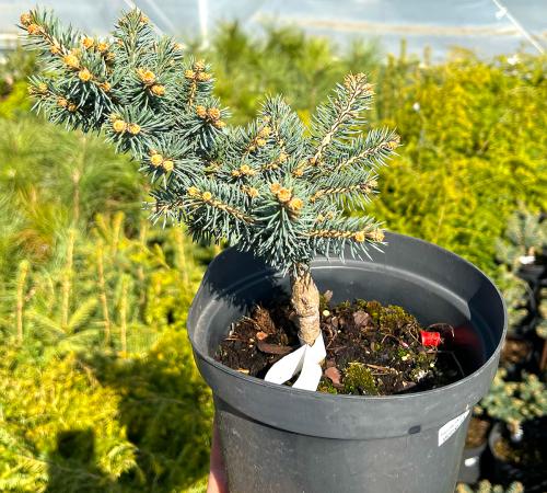 Picea pungens „Glauca Globosa”