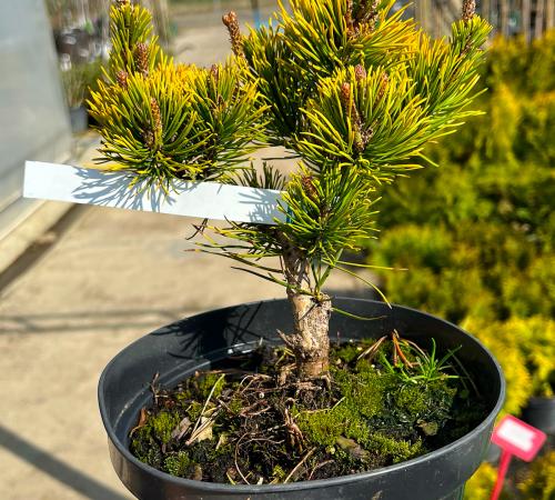 Pinus mugo 'Winter Gold'