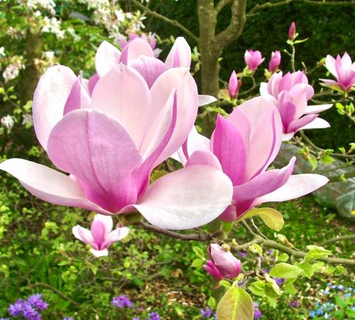 Magnolia „Soulangeana”