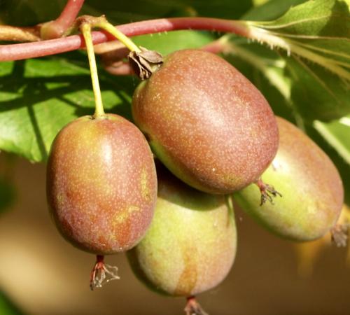 Kiwi