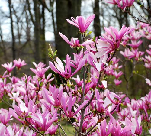 Magnolia „Susan”