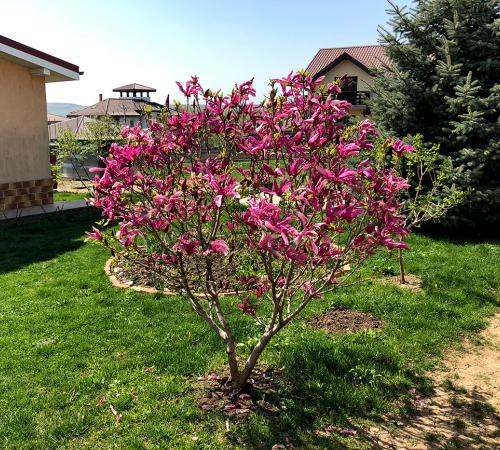 Magnolia obovata „Purpurea”