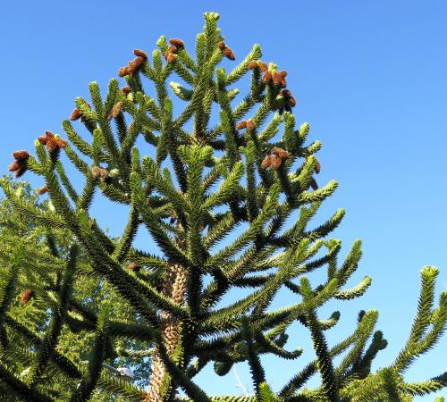 Pin de Chille (Araucaria)