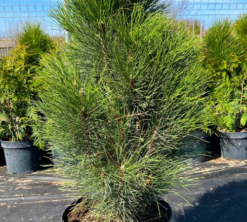 Pinus nigra „Green tower”