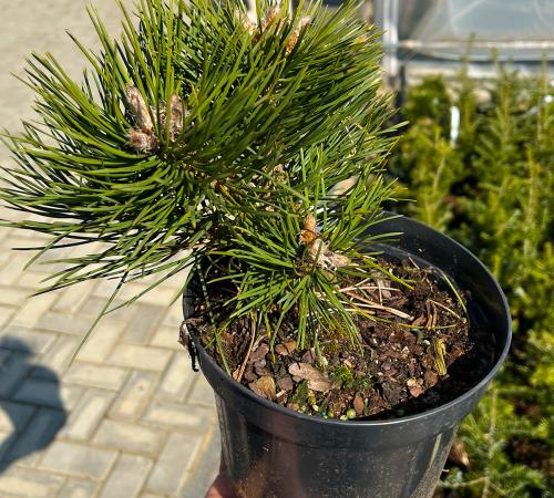 Pinus nigra „Nana”