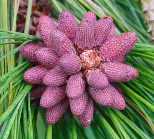 Pinus ponderosa