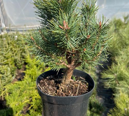 Pinus silvestris „Watererii”
