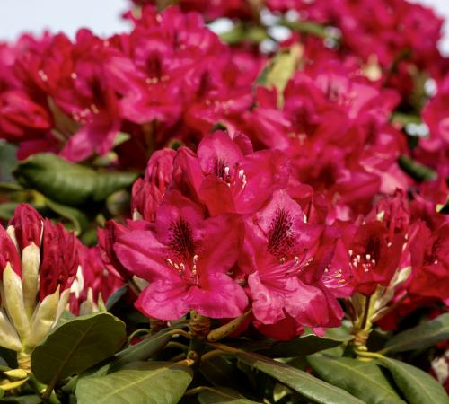 Rhododendron roșu