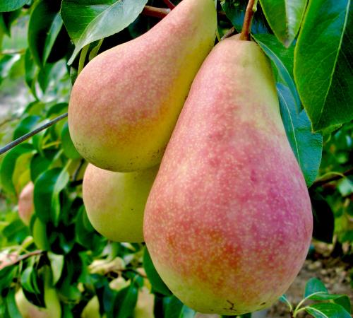 Păr Harrow Sweet