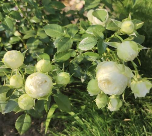 Lemon peony