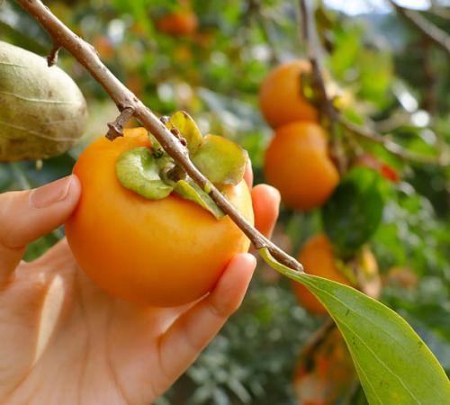 Kaki japonez Kaki japonez