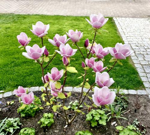 Magnolia Cameo de 5 ani