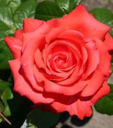 Testa Rosa