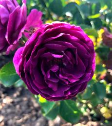 trandafir magenta