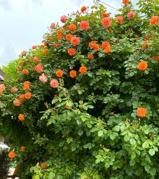 Westerland