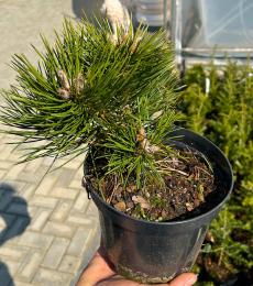 Pinus nigra „Nana”