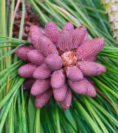 Pinus ponderosa