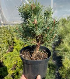 Pinus silvestris „Watererii”