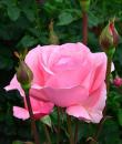 trandafiri roz