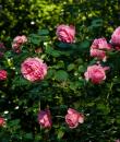 Trandafir roz Leonardo