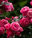 Trandafir roz Leonardo