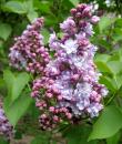 Liliac Michel Buchner Liliac Michel Buchner