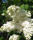Liliac „Ellen Willmott” Liliac „Ellen Willmott”