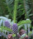 Abies Koreana