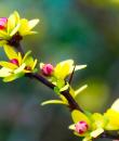 flori de Berberis aurea