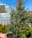 Juniperus communis „Arnold”
