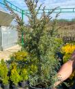 Juniperus communis „Hibernica”