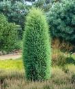 Juniperus communis „Hibernica”