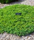 Juniperus procumbens „Nana”