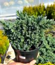 Juniperus squamata „Blue star”