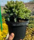 Juniperus squamata „Blue star”