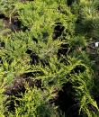 Juniperus × pfitzeriana „Old Gold”