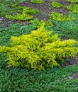 Juniperus × pfitzeriana „Old Gold”