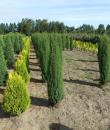 Juniperus communis „Arnold”