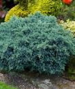 Juniperus squamata „Blue star”