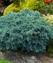 Juniperus squamata „Blue star”