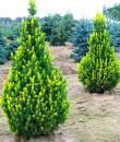 Picea glauca Rainbow's End