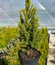 Picea glauca Rainbow's End