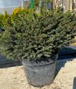 Picea omorika Karel