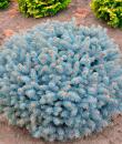 Picea pungens „Glauca Globosa”