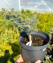 Picea pungens „Glauca Globosa”